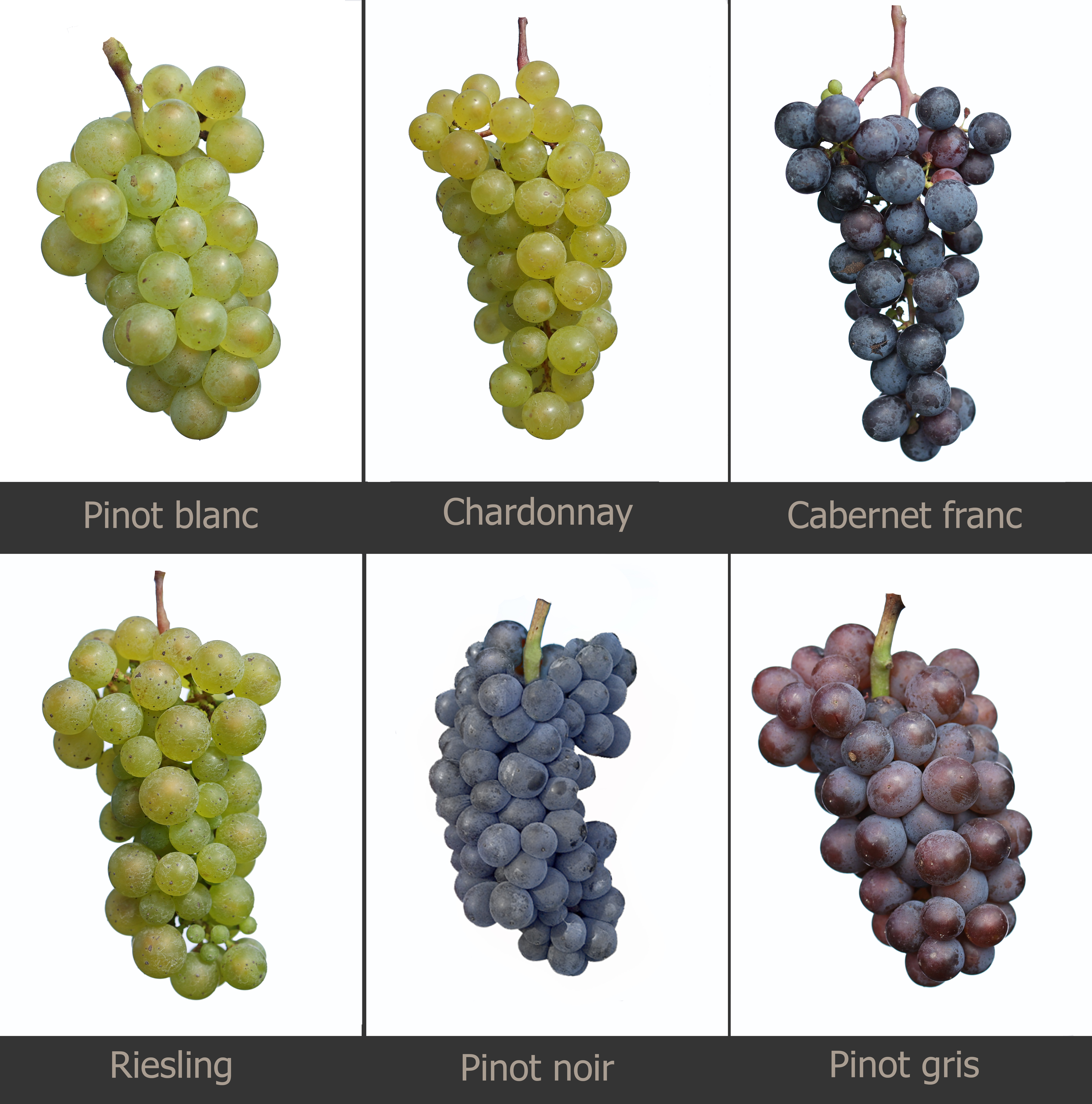 Pictures of different types of grape varieties.